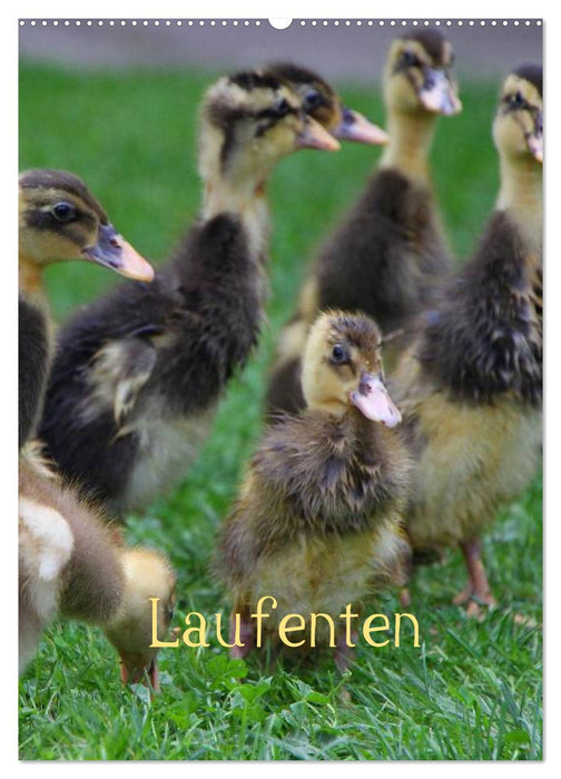 Laufenten (CALVENDO Wandkalender 2025)