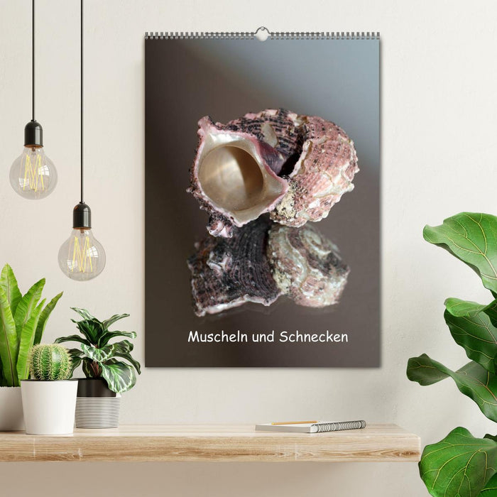 Muscheln und Schnecken (CALVENDO Wandkalender 2025)