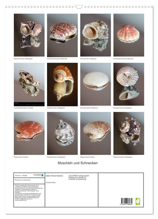 Muscheln und Schnecken (CALVENDO Wandkalender 2025)