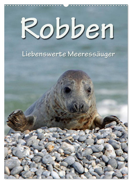 Robben (CALVENDO Wandkalender 2025)