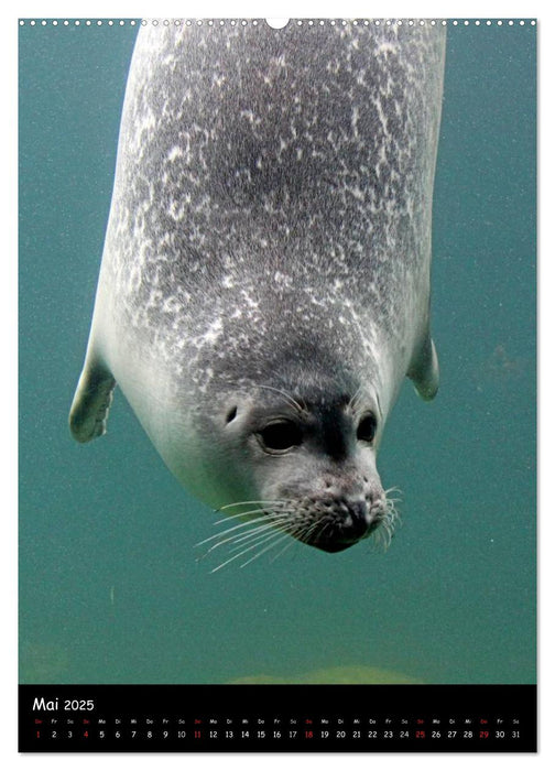 Robben (CALVENDO Wandkalender 2025)