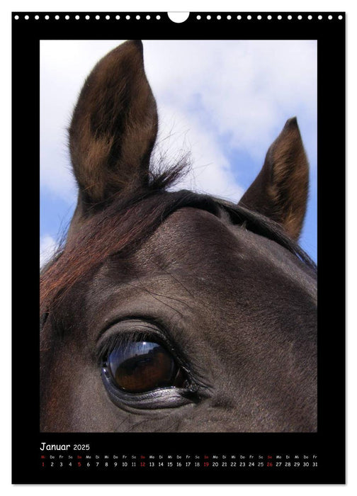 Traumhafte Pferdeportraits (CALVENDO Wandkalender 2025)
