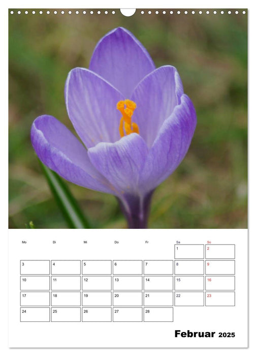 Frühlingserwachen (CALVENDO Wandkalender 2025)