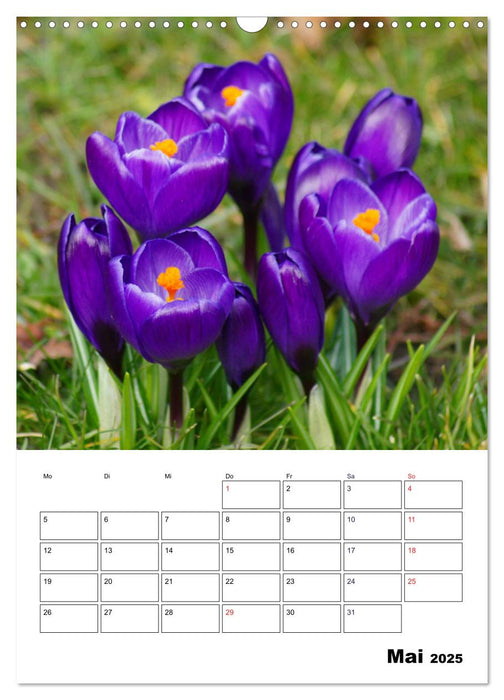 Frühlingserwachen (CALVENDO Wandkalender 2025)