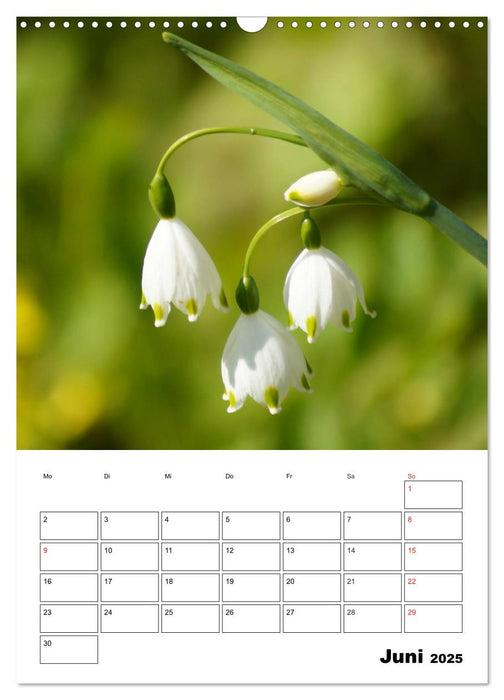 Frühlingserwachen (CALVENDO Wandkalender 2025)