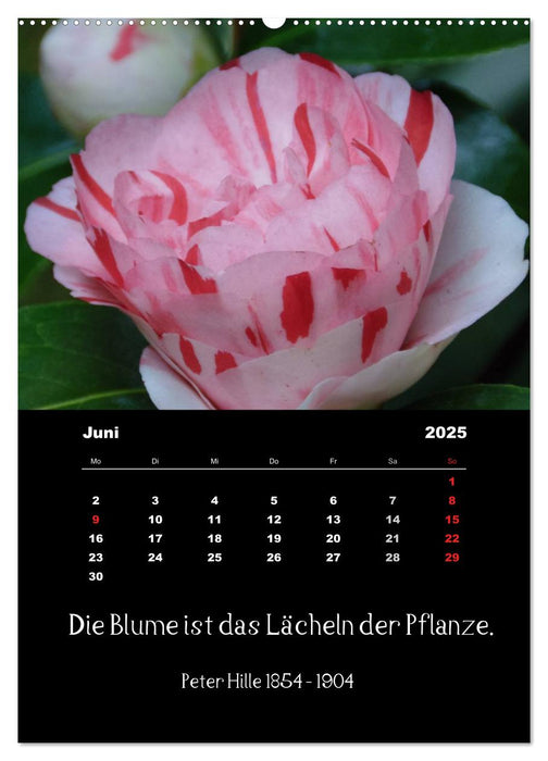 Sprüche und Zitate berühmter Personen über Blumen und Natur (CALVENDO Wandkalender 2025)