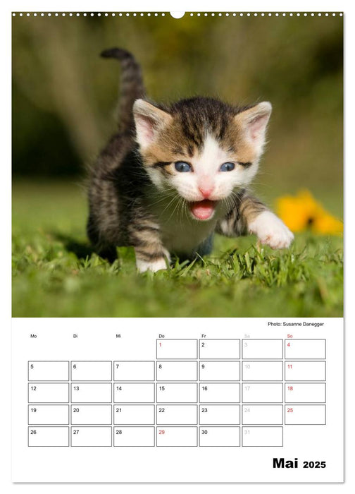 Katzenkinder - Impressionen (CALVENDO Wandkalender 2025)