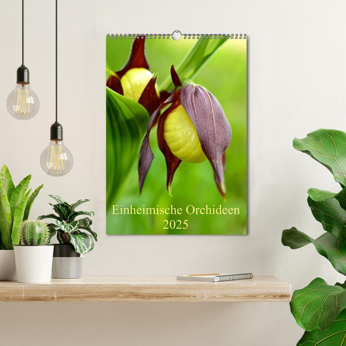 Einheimische Orchideen (CALVENDO Wandkalender 2025)