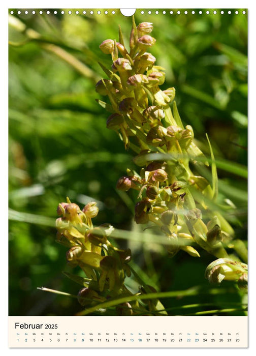 Einheimische Orchideen (CALVENDO Wandkalender 2025)