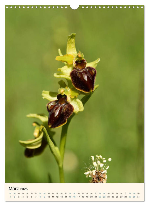 Einheimische Orchideen (CALVENDO Wandkalender 2025)