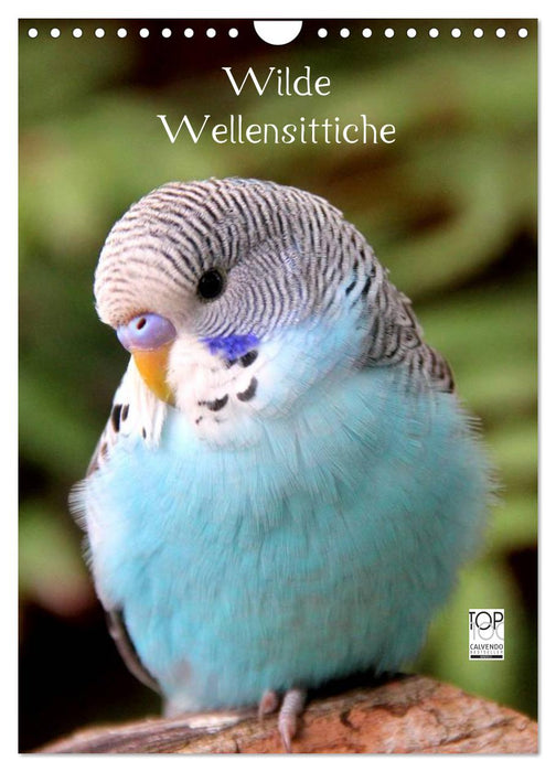 Wilde Wellensittiche (CALVENDO Wandkalender 2025)