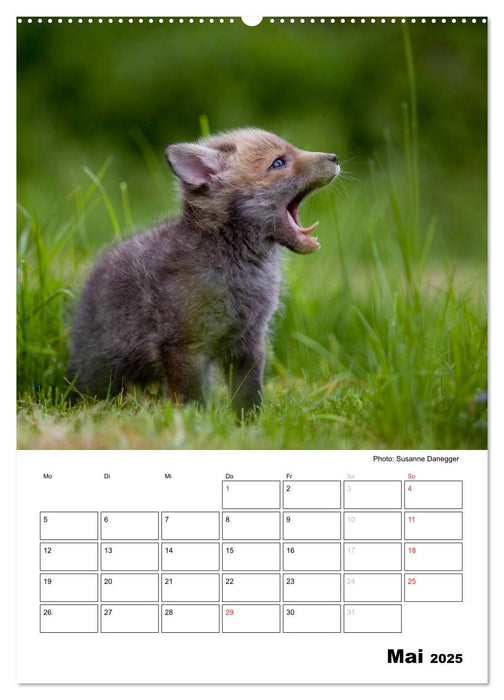 Rotfuchs - Impressionen (CALVENDO Wandkalender 2025)