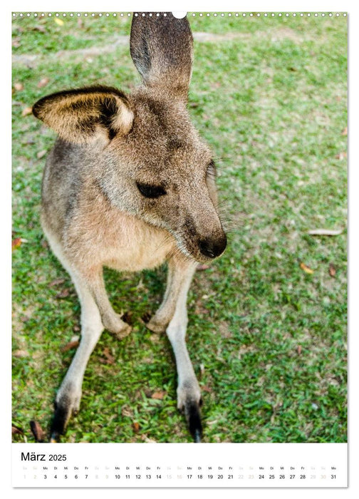 australian animals (CALVENDO Wandkalender 2025)