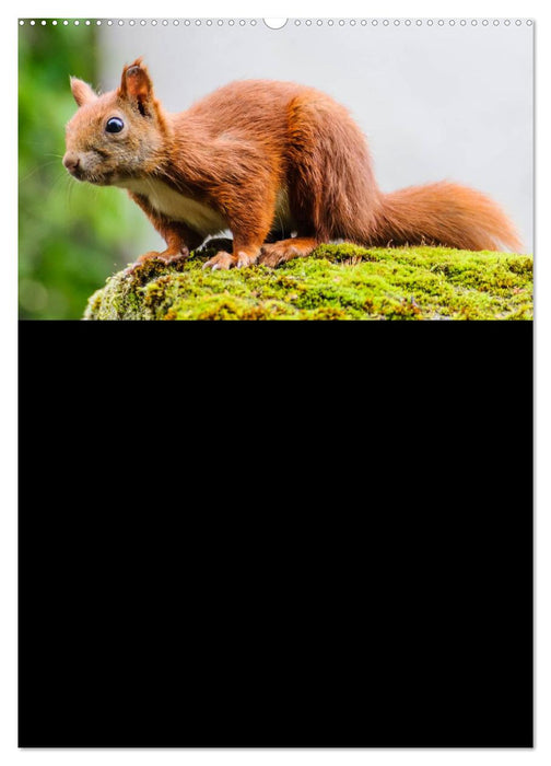 Eichhörnchen Planer 2025 (CALVENDO Wandkalender 2025)