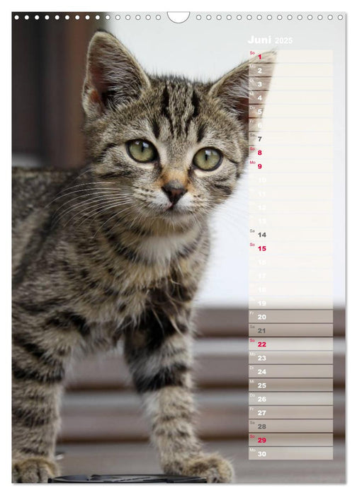Hauskatzen (CALVENDO Wandkalender 2025)