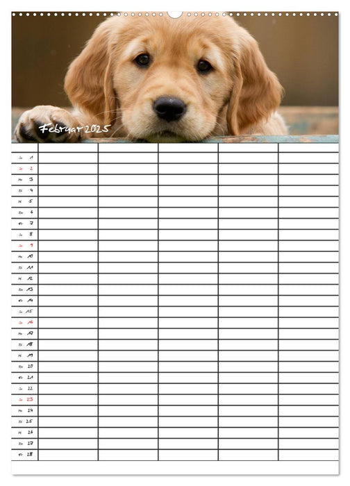 Familienplaner: Golden Retriever Welpen (CALVENDO Wandkalender 2025)