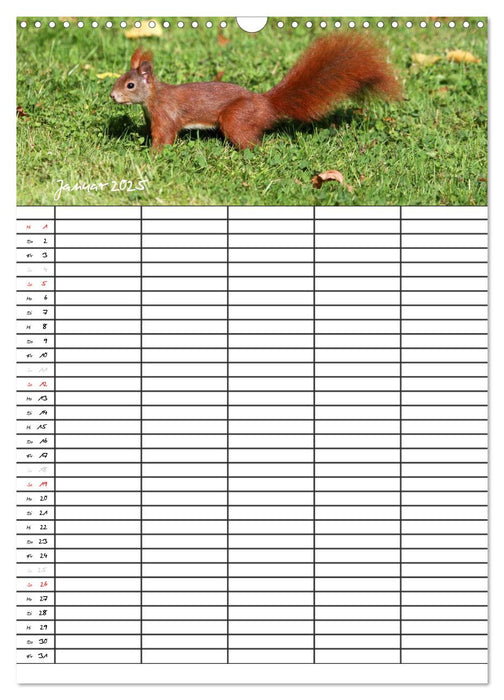 Eichhörnchen (CALVENDO Wandkalender 2025)