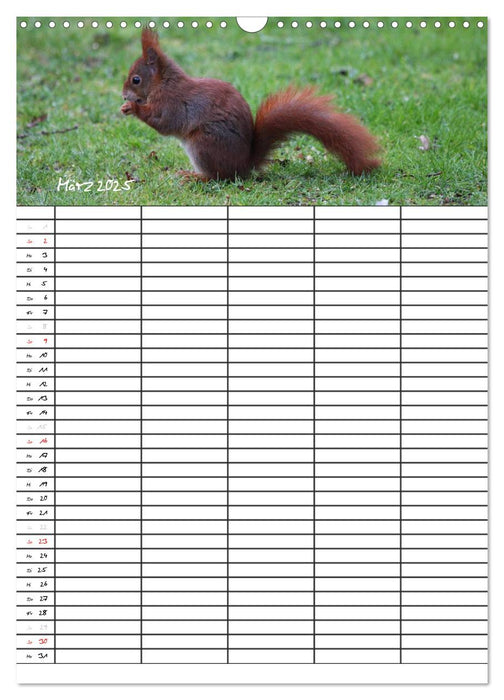 Eichhörnchen (CALVENDO Wandkalender 2025)