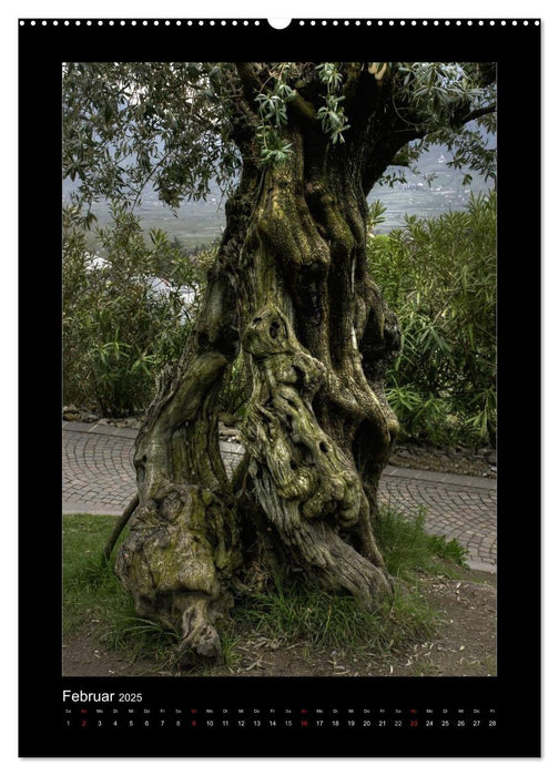 Mythos Baum / 2025 (CALVENDO Wandkalender 2025)