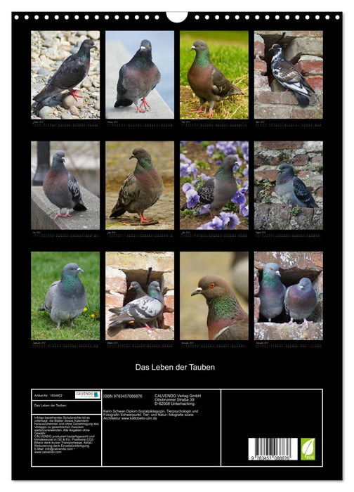 Das Leben der Tauben (CALVENDO Wandkalender 2025)