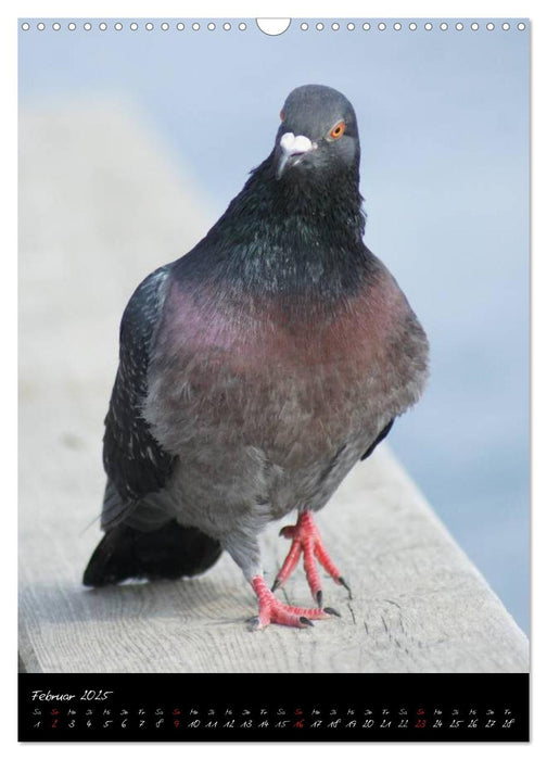 Das Leben der Tauben (CALVENDO Wandkalender 2025)