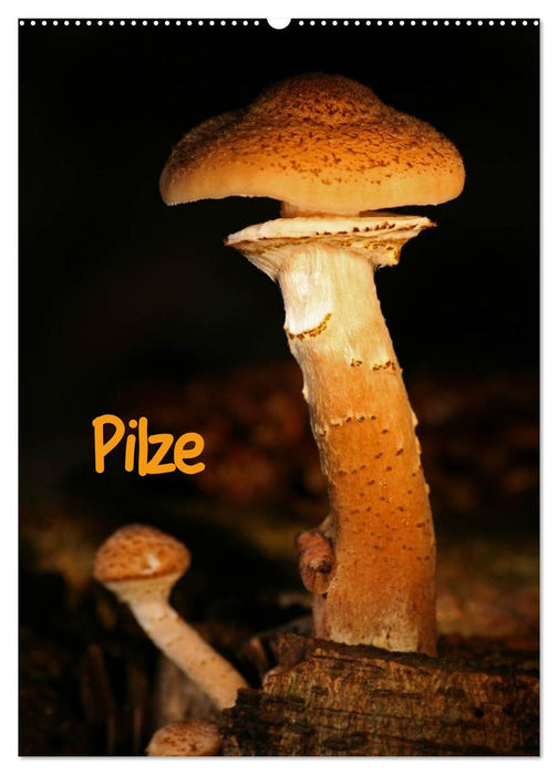 Pilze (CALVENDO Wandkalender 2025)