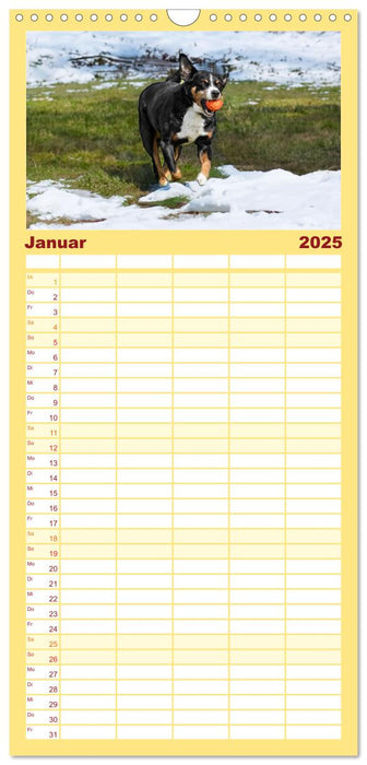 Appenzeller Sennenhunde - Fröhliche Kameraden (CALVENDO Familienplaner 2025)