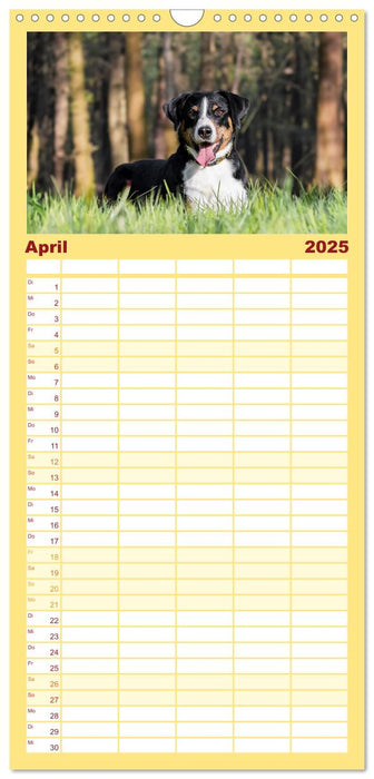 Appenzeller Sennenhunde - Fröhliche Kameraden (CALVENDO Familienplaner 2025)