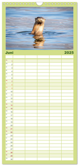 Wildtierkalender (CALVENDO Familienplaner 2025)