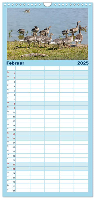 Sturmerprobt - Vögel an Nordfrieslands Küste (CALVENDO Familienplaner 2025)