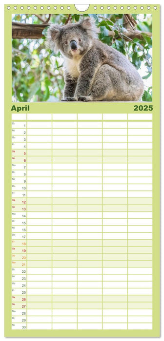 Koalas: die flauschigen Herzensbrecher (CALVENDO Familienplaner 2025)