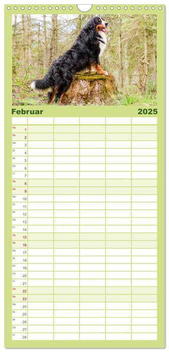 Berner Sennenhunde - Traumhunde mit Charme (CALVENDO Familienplaner 2025)