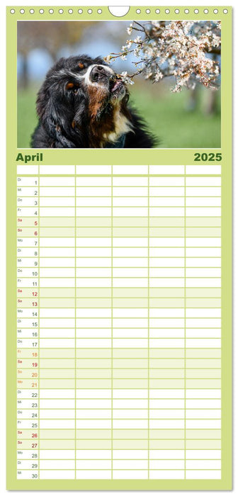 Berner Sennenhunde - Traumhunde mit Charme (CALVENDO Familienplaner 2025)