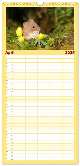 Die Rötelmaus - neugierig und verfressen (CALVENDO Familienplaner 2025)
