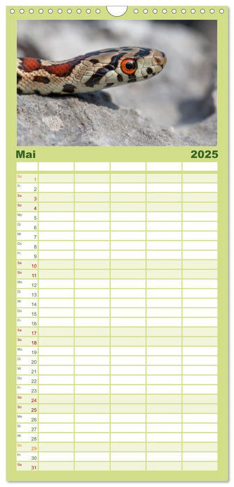 Schlangen - Portraits europäischer Arten (CALVENDO Familienplaner 2025)