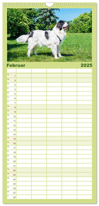 Traumhund Landseer (CALVENDO Familienplaner 2025)