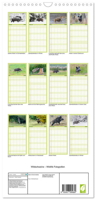 Wildschweine – Wildlife Fotografien (CALVENDO Familienplaner 2025)