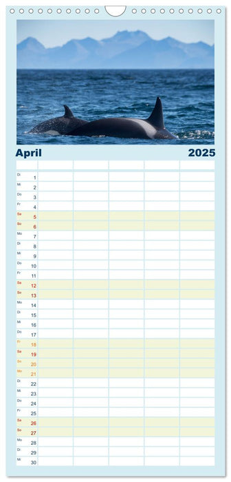 Die Wale von Andenes (CALVENDO Familienplaner 2025)