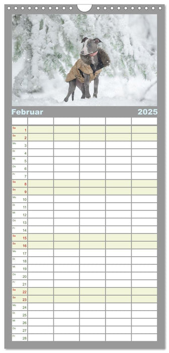 Das erste Whippet-Jahr (CALVENDO Familienplaner 2025)