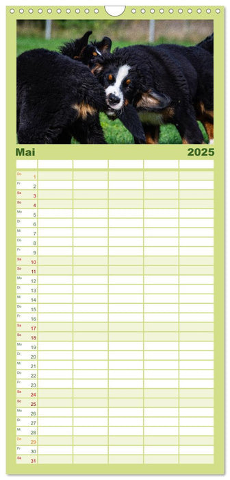 Berner Sennenhund Welpen - Bezaubernde Plüschbärchen (CALVENDO Familienplaner 2025)