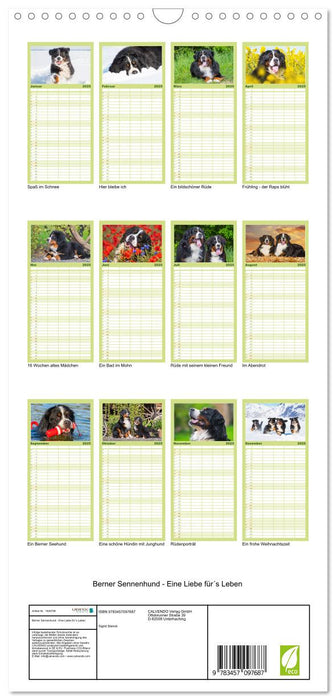 Berner Sennenhund - Eine Liebe für´s Leben (CALVENDO Familienplaner 2025)
