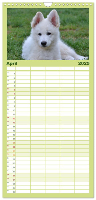 Weiße Schäferhunde - Welpenzeit (CALVENDO Familienplaner 2025)