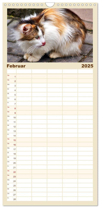 Katzen in Cranz (CALVENDO Familienplaner 2025)