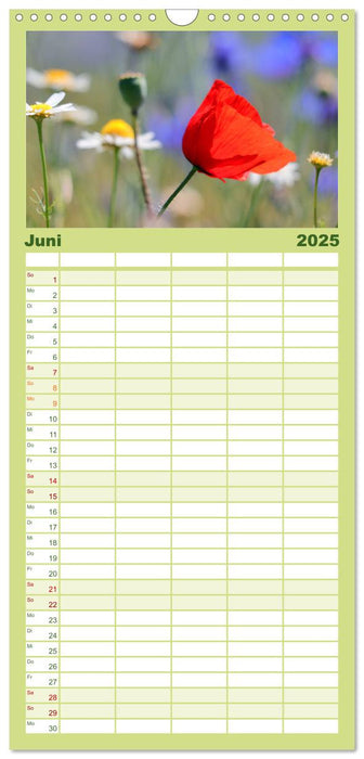 Mohn, zarte Blüten, starke Farben (CALVENDO Familienplaner 2025)