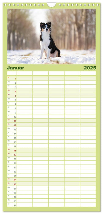Herzensaussies - Australian Shepherd (CALVENDO Familienplaner 2025)