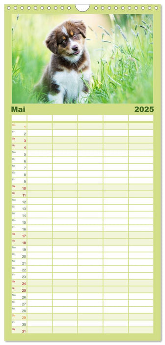 Herzensaussies - Australian Shepherd (CALVENDO Familienplaner 2025)