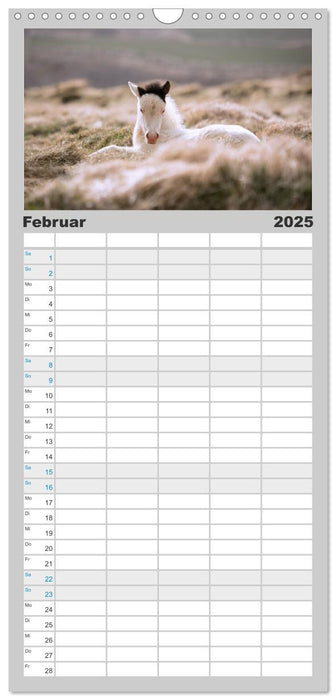 Islandpferde Kalender - Pferde von der Insel aus Feuer und Eis (CALVENDO Familienplaner 2025)