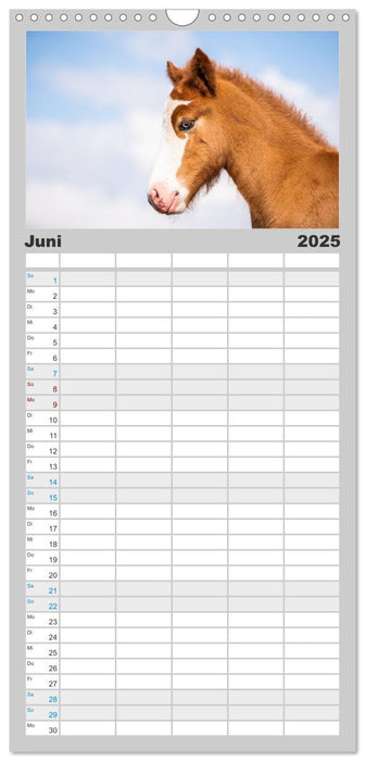 Islandpferde Kalender - Pferde von der Insel aus Feuer und Eis (CALVENDO Familienplaner 2025)