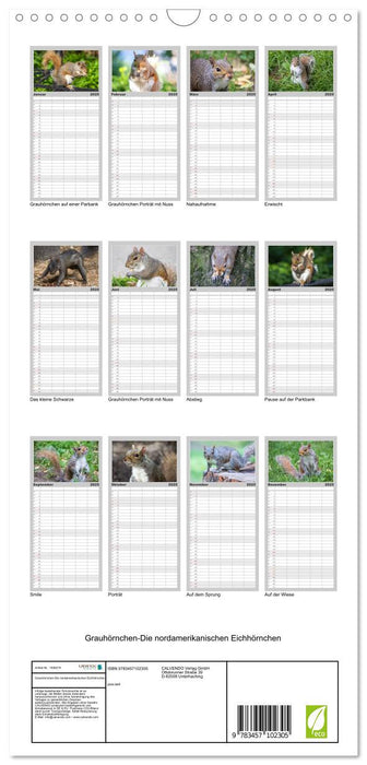 Grauhörnchen-Die nordamerikanischen Eichhörnchen (CALVENDO Familienplaner 2025)