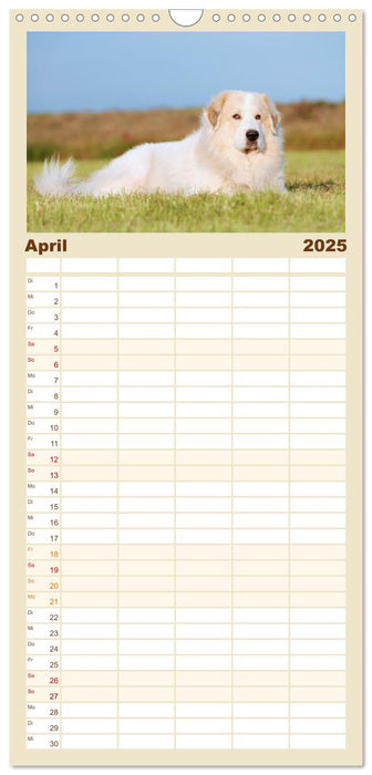 Pyrenäenberghunde (CALVENDO Familienplaner 2025)
